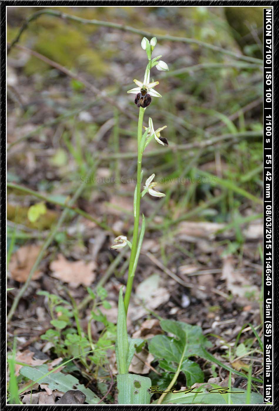 Ophrys sphegodes subsp. praecox